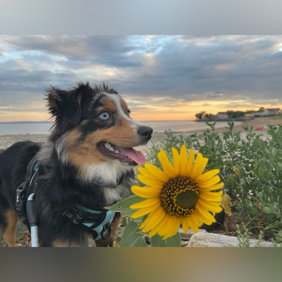 Meet your Posher, Danielle - Picture 5 of 11